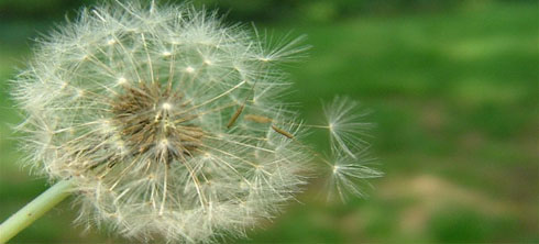 alergeni